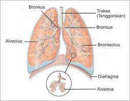 Illustration for article titled Penyakit Paru Paru Berair